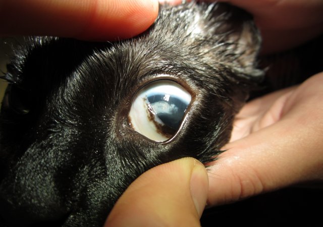 nickhaut hund sichtbar