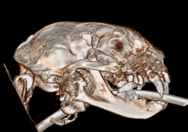 Katze - Kiefertumor 3D Rekonstruktion