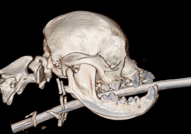 Mops - Kopf Knochen 3D